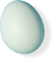 heritage-blue-egg.webp